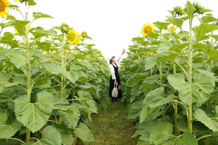 Dự kiến, hoa sẽ còn nở rộ trong khoảng một đến hai tuần nữa trước khi tàn. Nhiều người tranh thủ sắp xếp thời gian để kịp ghi lại những khoảnh khắc đẹp nhất bên sắc vàng rực rỡ dưới chân cầu An Bình. Hình ảnh dòng người nườm nượp đổ về cánh đồng hoa không chỉ cho thấy sức hút của thiên nhiên mà còn phản ánh niềm vui giản dị của người dân khi quê hương mình có thêm một điểm đến đầy màu sắc và sức sống.