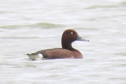 Lần đầu phát hiện 4 loài chim lạ, quý hiếm ở Vườn quốc gia Phong Nha - Kẻ Bàng