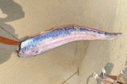 Xác cá hố rồng dài gần 2 m bất ngờ dạt vào bãi biển Đà Nẵng