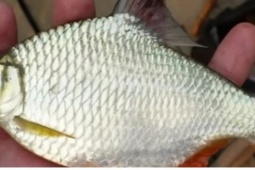 Loài cá vàng óng ở miền Tây dù “đội giá” vẫn được săn lùng