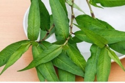 Rau răm có làm “yếu sinh lý” ở đàn ông?