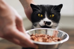 Chàng trai kiếm được 600 triệu đồng dịp Tết nhờ dịch vụ cho mèo ăn