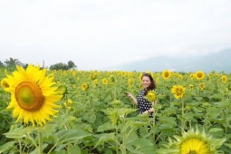 'Phát sốt' với cánh đồng hoa hướng dương rộng hơn 1,3 hecta ở Đà Nẵng