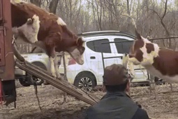 Đại gia đình chở xe tải bò, cừu làm của hồi môn cho con gái