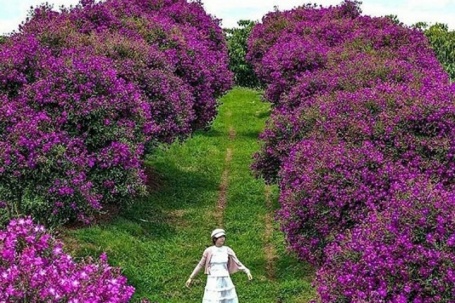 Hàng trăm cây hoa mua nở nhuộm tím nông trường tại Bảo Lộc