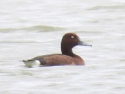 Lần đầu phát hiện 4 loài chim lạ, quý hiếm ở Vườn quốc gia Phong Nha - Kẻ Bàng