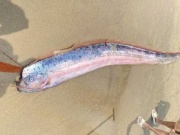 Xác cá hố rồng dài gần 2 m bất ngờ dạt vào bãi biển Đà Nẵng