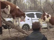 Đại gia đình chở xe tải bò, cừu làm của hồi môn cho con gái