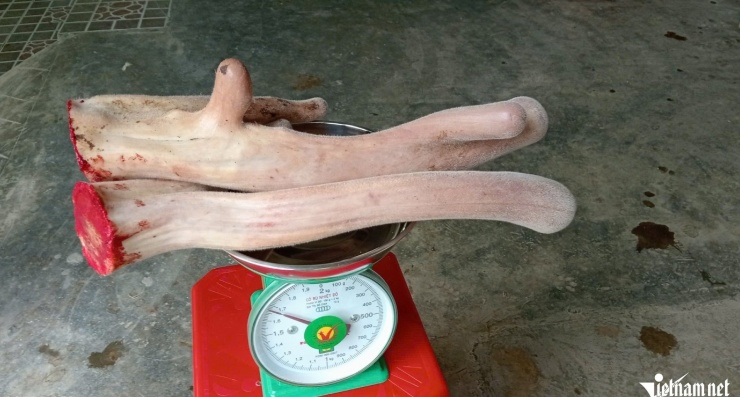 Mỗi kg nhung có giá khoảng 11 triệu đồng.