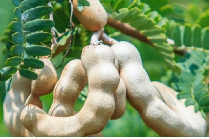 Thứ quả chua ngọt tưởng chỉ ăn cho vui miệng là “thuốc quý” lại bổ đủ đường