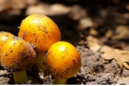 Nấm trứng gà có gì đặc biệt mà giá nửa triệu đồng/kg?