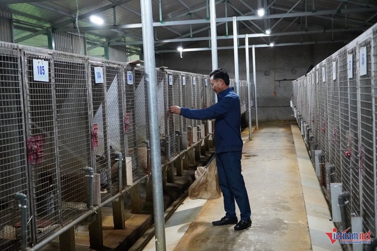 Chủ khách sạn ở Nghệ An đầu tư tiền tỷ nuôi chồn hương, thu tiền tỷ/năm - 3