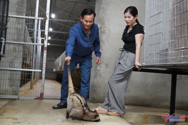 Vợ chồng anh Nguyên phát triển mô hình chăn nuôi chồn hương, tìm thêm hướng đi mới