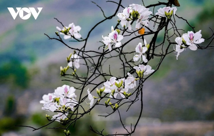 Lễ hội Hoa Ban Điện Biên 2026 sẽ khai mạc vào tối 8/3 tại sân vận động tỉnh Điện Biên.