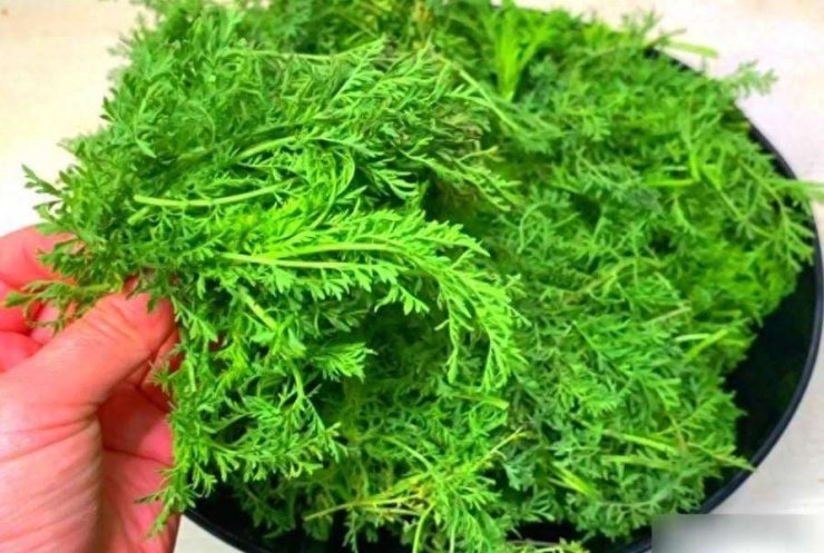 Đây là loại rau thuộc họ Cúc, nổi tiếng với hợp chất artemisinin được dùng làm thuốc điều trị sốt rét.