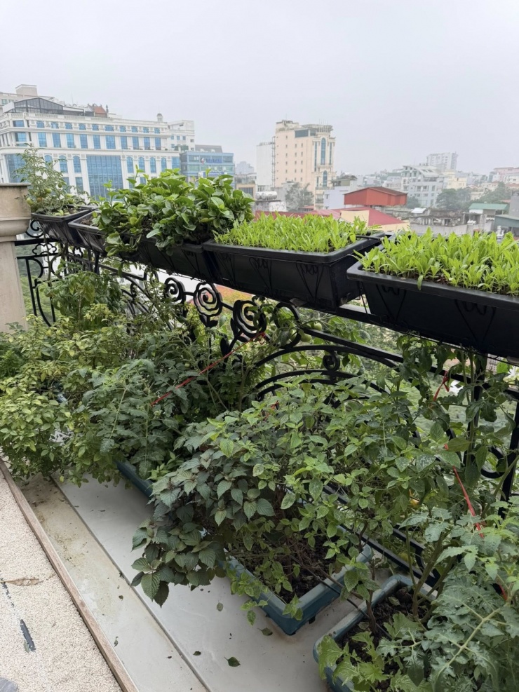 Khu vườn trĩu quả ngoài ban công của Giáng My - 3