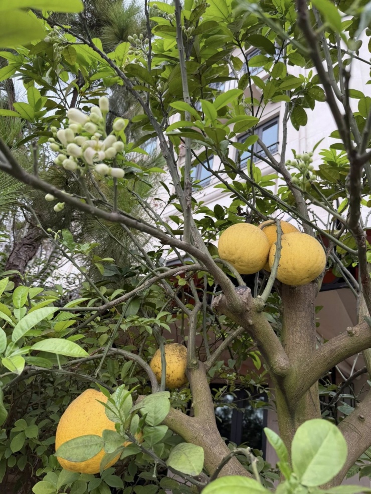 Khu vườn trĩu quả ngoài ban công của Giáng My - 4