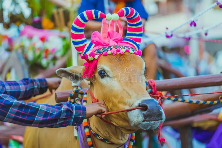 Một chú bò được hóa trang để mừng năm mới tại Thái Lan. (Ảnh: Dreamstime)