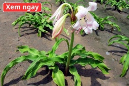 Tin tức sức khỏe - Loại cây “dân dã” mọc đầy bờ bụi, được ví như “khắc tinh” của phì đại tuyến tiền liệt