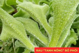 Tin tức sức khỏe - Loại rau “tanh nồng” bị nhiều người ngó lơ nhưng dưỡng phổi, giảm ho cực tốt, “bổ tựa nhân sâm”