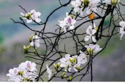 Điện Biên khai mạc Lễ hội Hoa Ban năm 2026 vào tối 8/3