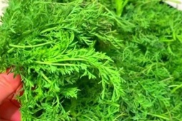 Loại rau báu vật từ lá đến rễ, nhiều người coi như cỏ dại, bổ não, dưỡng sức, làm bánh bao ngon tuyệt