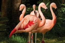 Du lịch - Du khách bắt trộm chim hồng hạc, hành hạ để chụp ảnh