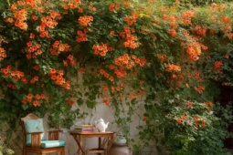 4 cây cảnh biến khu vườn thành xứ xở thần tiên, nở hoa nửa năm, sắc màu rực rỡ, thu hút tài lộc, may mắn