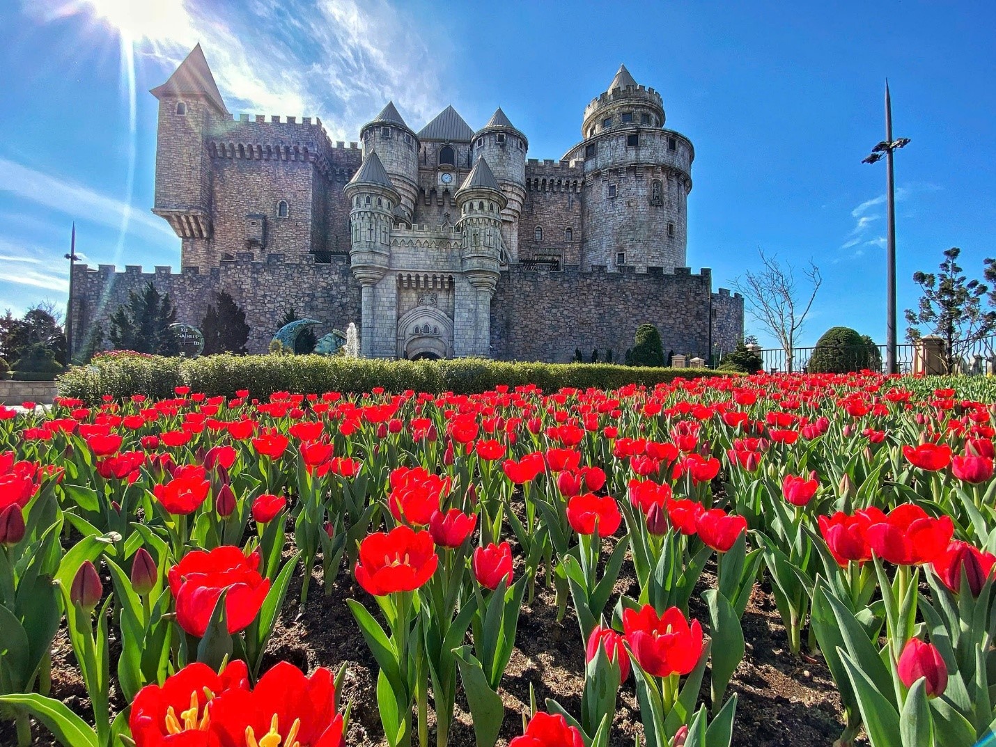 Đỉnh Bà Nà được ví như “Hà Lan thu nhỏ” với hơn một triệu bông tulip khoe sắc.