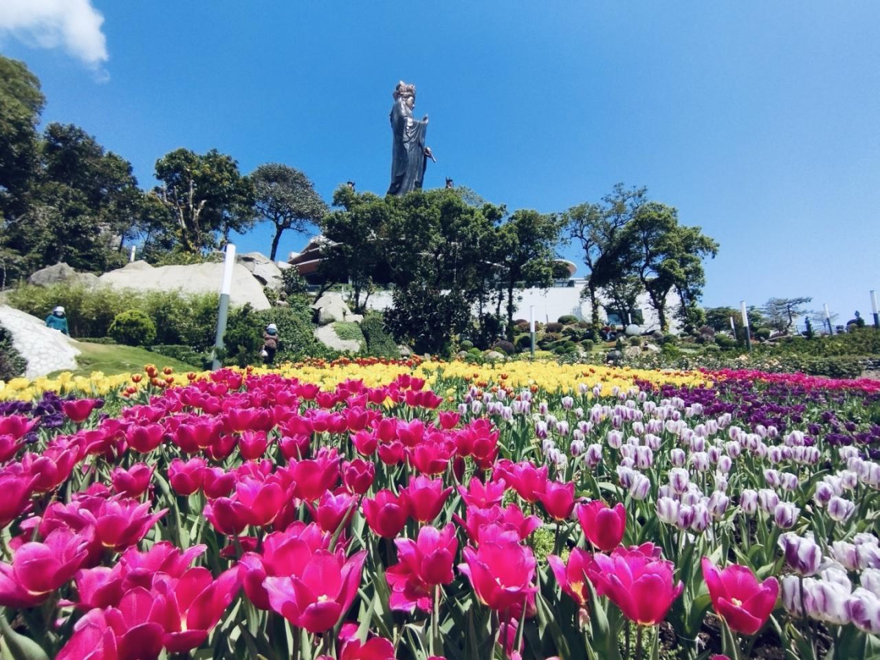 120.000 gốc tulip nhập khẩu từ Hà Lan nở rộ trên sườn núi Bà Đen.