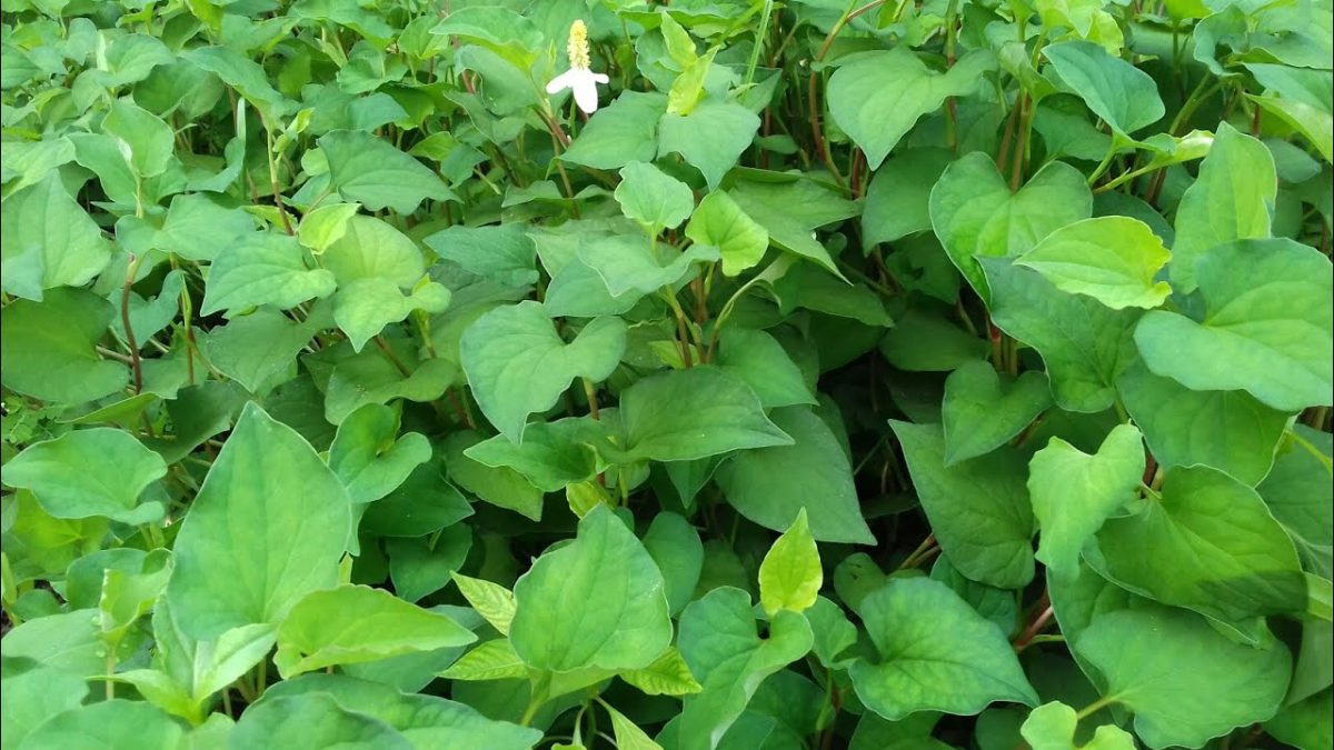 Loại rau “tanh nồng” bị nhiều người ngó lơ nhưng dưỡng phổi, giảm ho cực tốt, “bổ tựa nhân sâm” - 1