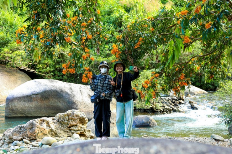 Hoa rì đua nở, nhuộm vàng suối rừng Đà Nẵng - 1