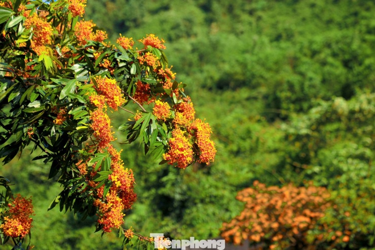 Hoa rì đua nở, nhuộm vàng suối rừng Đà Nẵng - 3