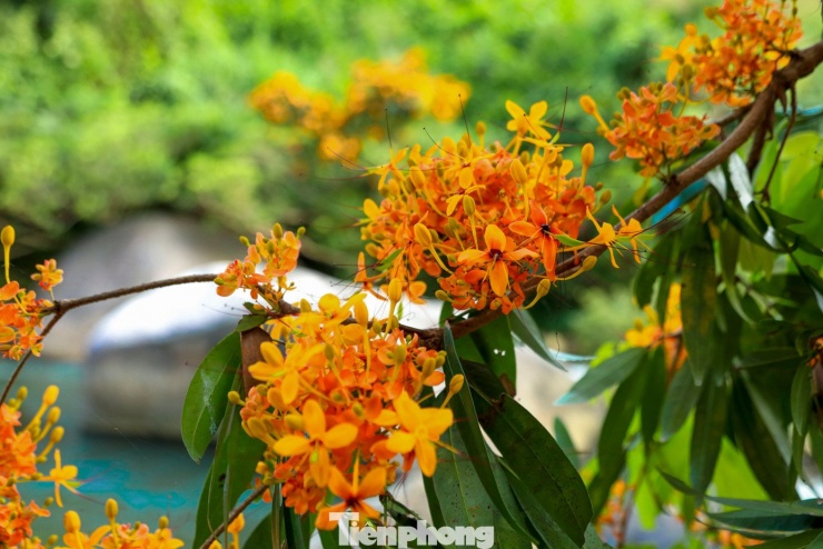 Hoa rì đua nở, nhuộm vàng suối rừng Đà Nẵng - 4