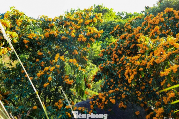 Hoa rì đua nở, nhuộm vàng suối rừng Đà Nẵng - 2