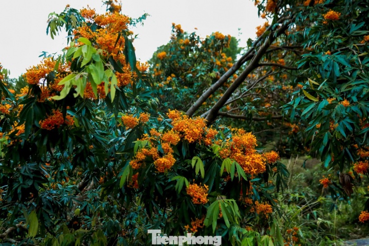 Hoa rì đua nở, nhuộm vàng suối rừng Đà Nẵng - 6