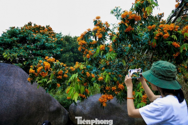 Hoa rì đua nở, nhuộm vàng suối rừng Đà Nẵng - 7