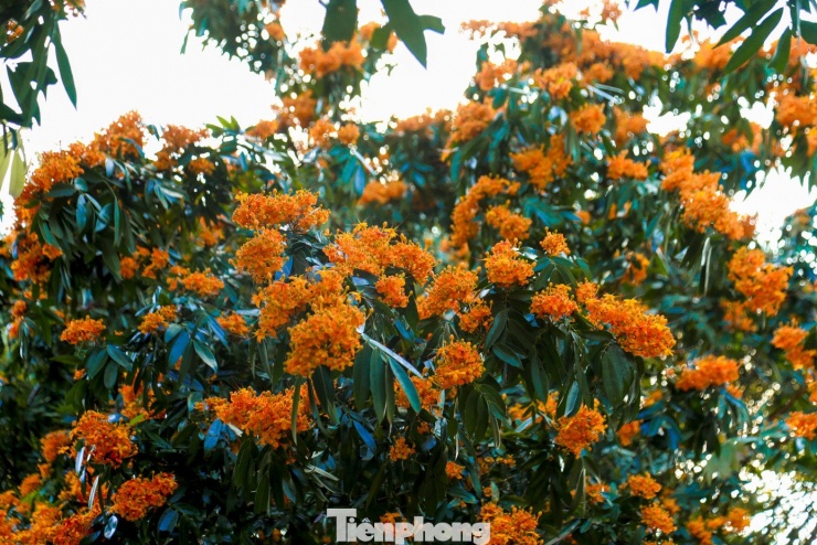 Hoa rì đua nở, nhuộm vàng suối rừng Đà Nẵng - 8