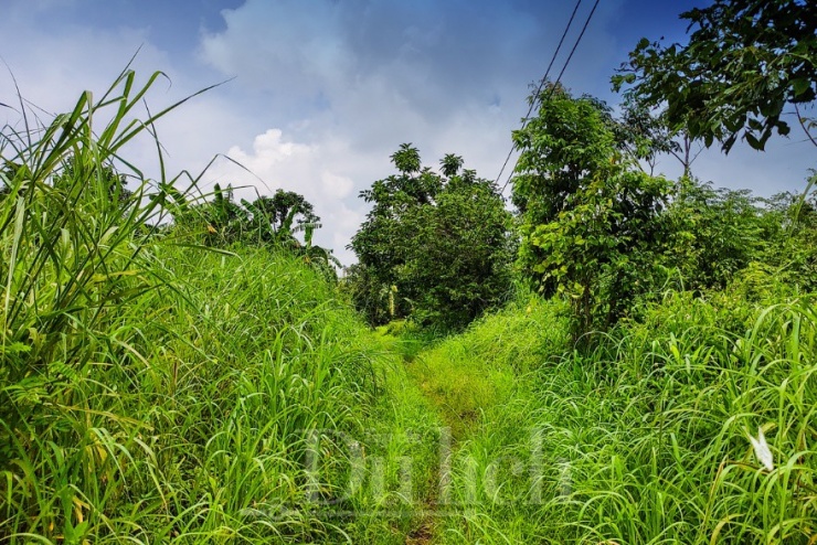 Hành trình lại tiếp tục loanh quanh qua những khu vườn điều, cao su, tràm, keo... đã thế chỗ cho rừng nguyên sinh, cỏ hoang bít lối.