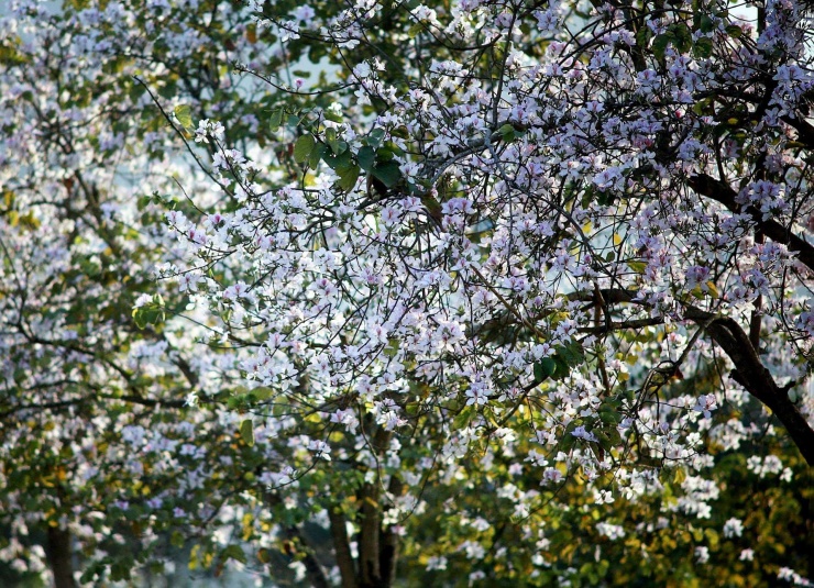 Hoa ban được xem là biểu tượng của núi rừng Tây Bắc. (Ảnh: Đinh Đông)