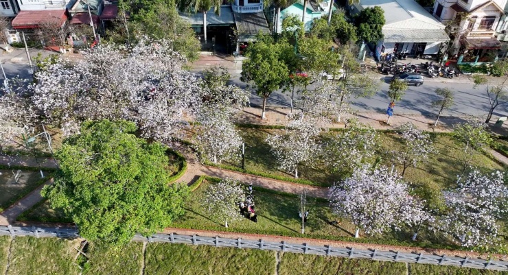 Nhiều tuyến phố ở phường Đoàn Kết và phường Tân Phong (Lai Châu) rợp sắc trắng tinh khôi của hoa ban. (Ảnh: Đinh Đông)