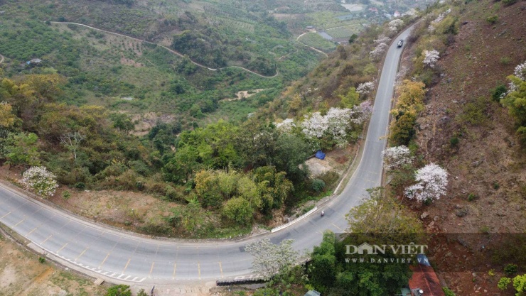 Hoa ban nở trắng triền đồi, tạo nên bức tranh thiên nhiên thơ mộng giữa núi rừng Sơn La mỗi độ tháng Ba.&nbsp;Ảnh: Văn Ngọc