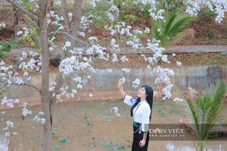 Thiếu nữ Thái duyên dáng trong trang phục truyền thống bên sắc trắng hoa ban.&nbsp;Ảnh: Văn Ngọc