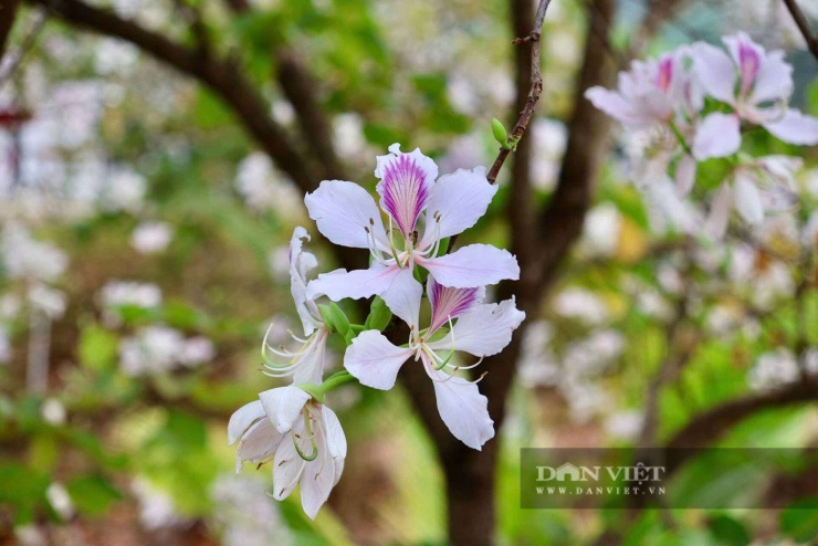 Những chùm hoa ban trắng tinh khôi rung rinh trong gió xuân, đặc trưng của núi rừng Tây Bắc.&nbsp;Ảnh: Văn Ngọc