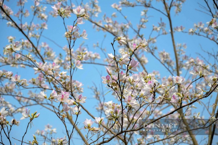 Loài hoa gắn với huyền thoại thủy chung của tình yêu đôi lứa đang nở trắng núi rừng Sơn La - 6