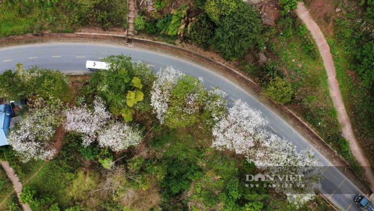 Loài hoa gắn với huyền thoại thủy chung của tình yêu đôi lứa đang nở trắng núi rừng Sơn La - 7