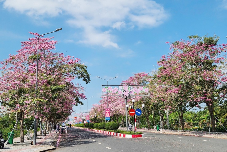 Du khách mê mẩn với hoa kèn hồng ở Cần Thơ - 1