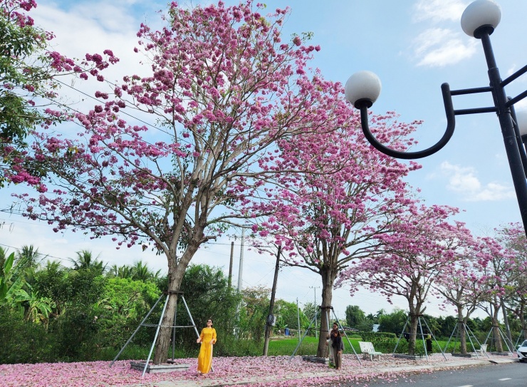 Du khách mê mẩn với hoa kèn hồng ở Cần Thơ - 3