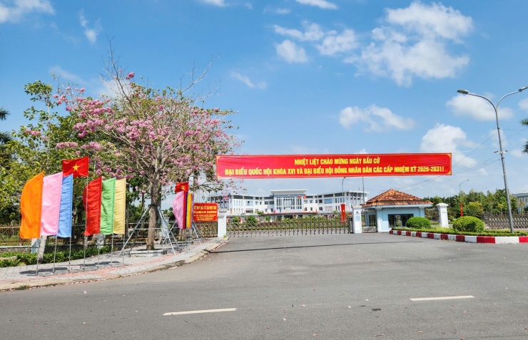 Du khách mê mẩn với hoa kèn hồng ở Cần Thơ - 5