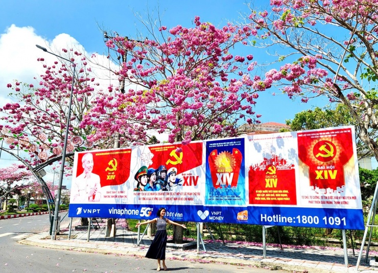 Du khách mê mẩn với hoa kèn hồng ở Cần Thơ - 6